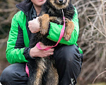 Собаки в Москве: Мишка, 1 год, в добрые руки Мальчик, Бесплатно - фото 5