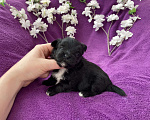 Собаки в Москве: Чёрный йорк девочка Девочка, 100 000 руб. - фото 4