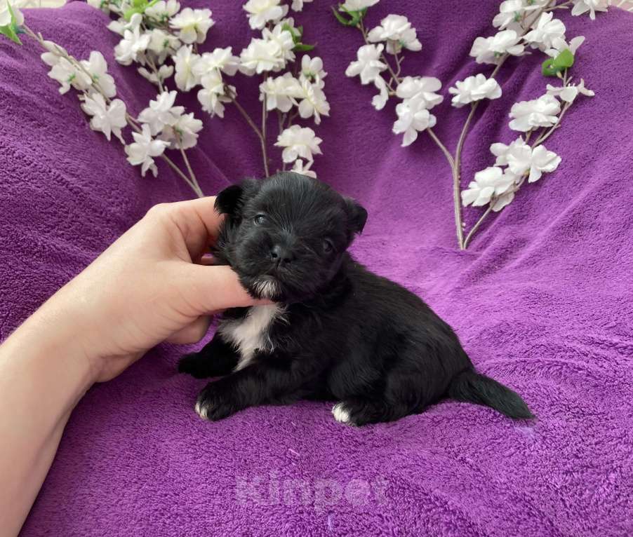 Собаки в Москве: Чёрный йорк девочка Девочка, 100 000 руб. - фото 4