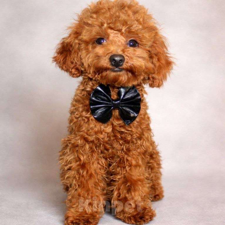 Собаки в Москве: Тедди пудель Мальчик, 150 000 руб. - фото 1