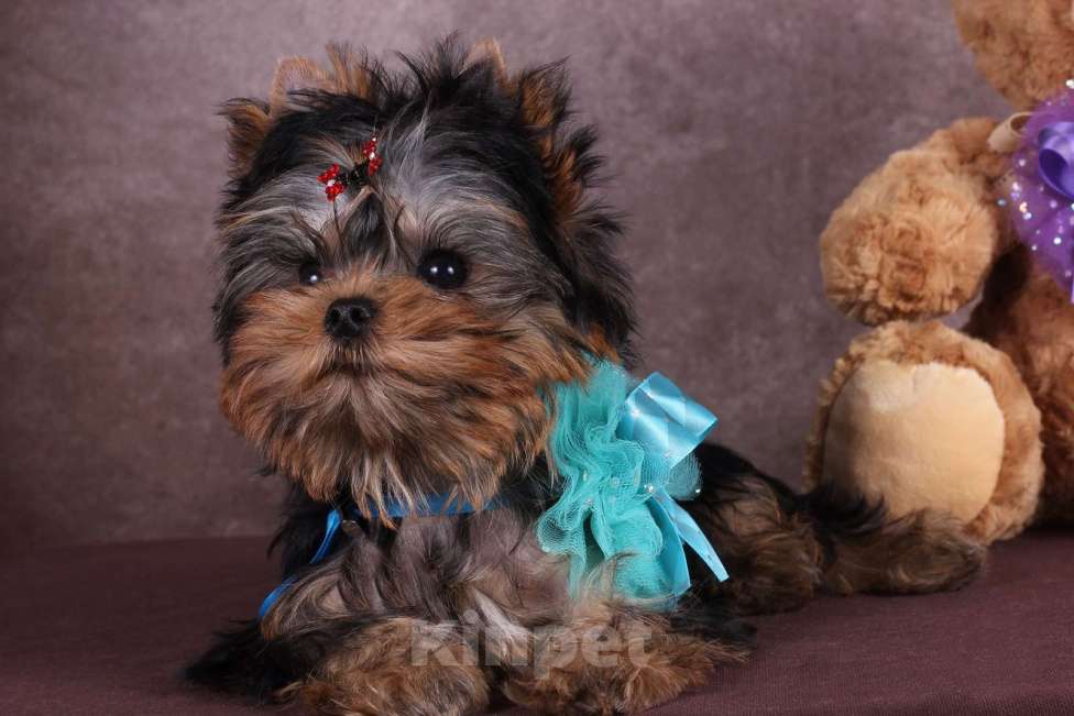 Собаки в Москве: Йоркширский терьер курносый красавец Оливер РКФ. Мальчик, 55 000 руб. - фото 6