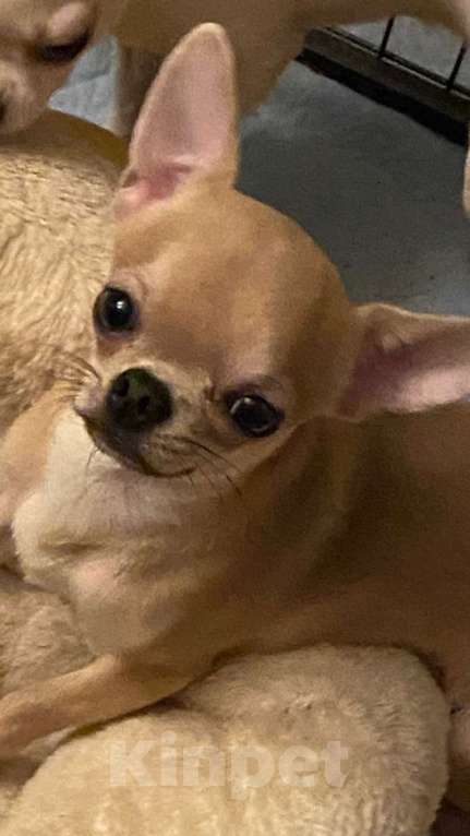 Собаки в Москве: Малыш чихуахуа Евгеша Мальчик, 30 000 руб. - фото 1