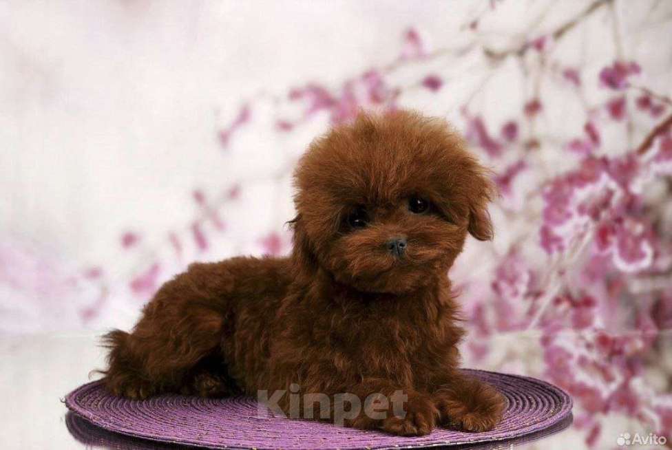 Собаки в Липецке: Продам щенка мальчика Мальчик, 85 000 руб. - фото 8