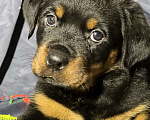 Собаки в Санкт-Петербурге: Щенки ротвейлера  Мальчик, 45 000 руб. - фото 2