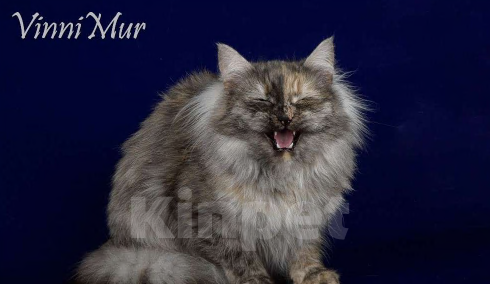 Кошки в Санкт-Петербурге: Молодая сибирская кошка  Девочка, Бесплатно - фото 4