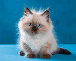 Кошки в Омске: Невские маскарадные котята Мальчик, 35 000 руб. - фото 1
