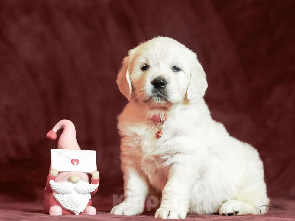 Собаки в других городах Московской области: Леди Девочка, 100 000 руб. - фото 2