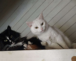 Кошки в Дмитрове: Кошечки стерилизованные  Девочка, Бесплатно - фото 3