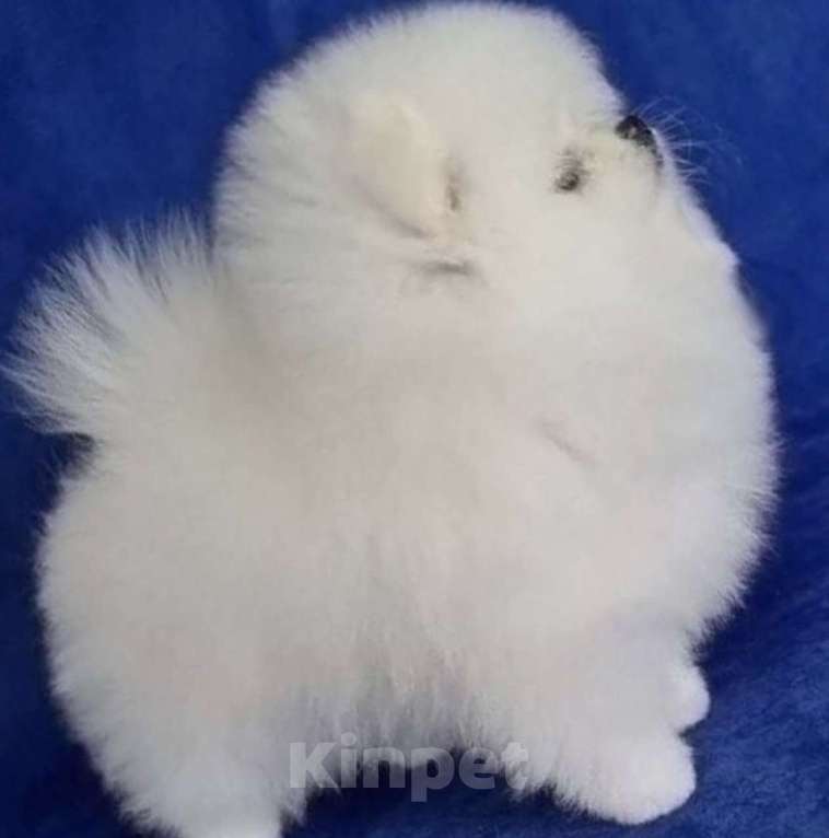 Собаки в Москве: Померанский шпиц Мальчик, Бесплатно - фото 1