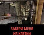 Кошки в Санкт-Петербурге: Кошка из приюта в добрые руки Девочка, Бесплатно - фото 1