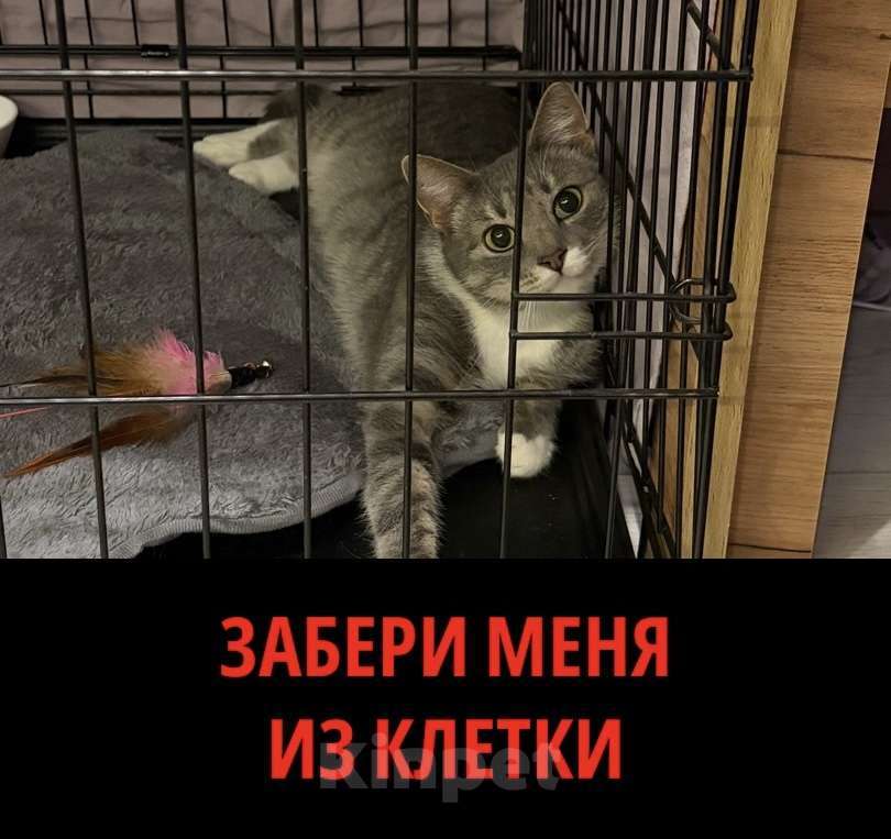 Кошки в Санкт-Петербурге: Кошка из приюта в добрые руки Девочка, Бесплатно - фото 1