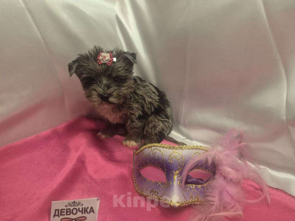 Собаки в Москве: Девочка редкого окраса голубой мрамор Девочка, 35 000 руб. - фото 2