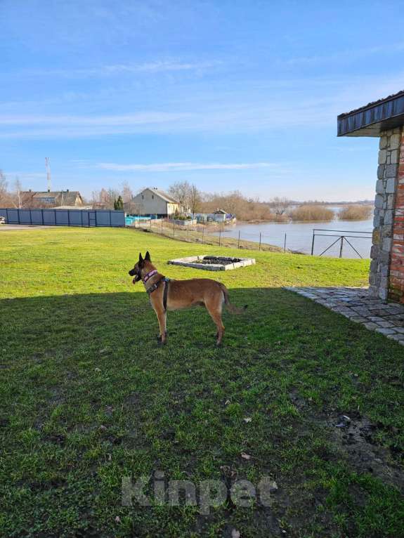 Собаки в других городах Калининградской области: Продам щенков бельгийской овчарки (маленуа) Мальчик, 20 000 руб. - фото 10