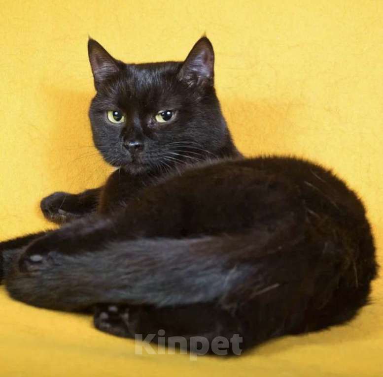 Кошки в Москве: Кошка Маня в добрые руки Девочка, Бесплатно - фото 3