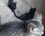 Кошки в Брянске: Возьмите в добрые руки, 1 руб. - фото 2