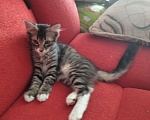 Кошки в Новочебоксарске: 3 месяца, породистая кошка Девочка, 450 руб. - фото 2