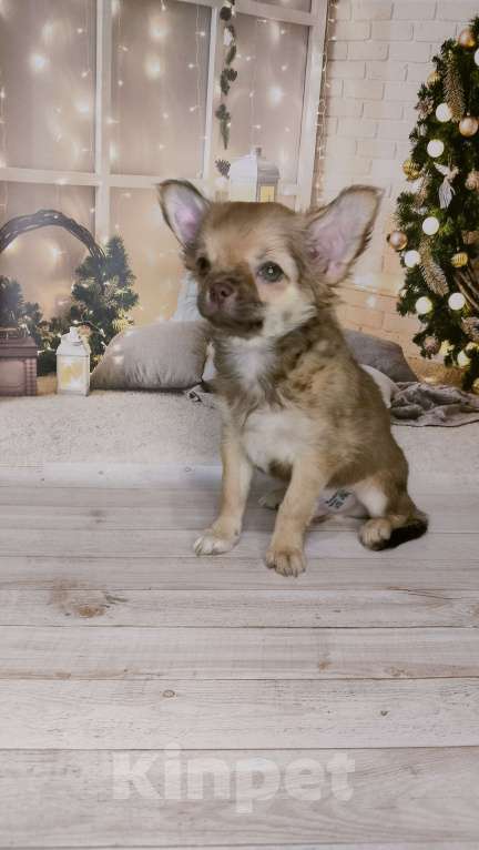 Собаки в Москве: Чихуахуа карманный покемон Мальчик, 20 000 руб. - фото 1
