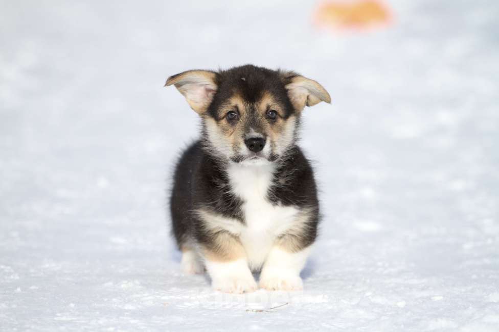 Собаки в Москве: Вельш корги пемброк Мальчик, 45 000 руб. - фото 1