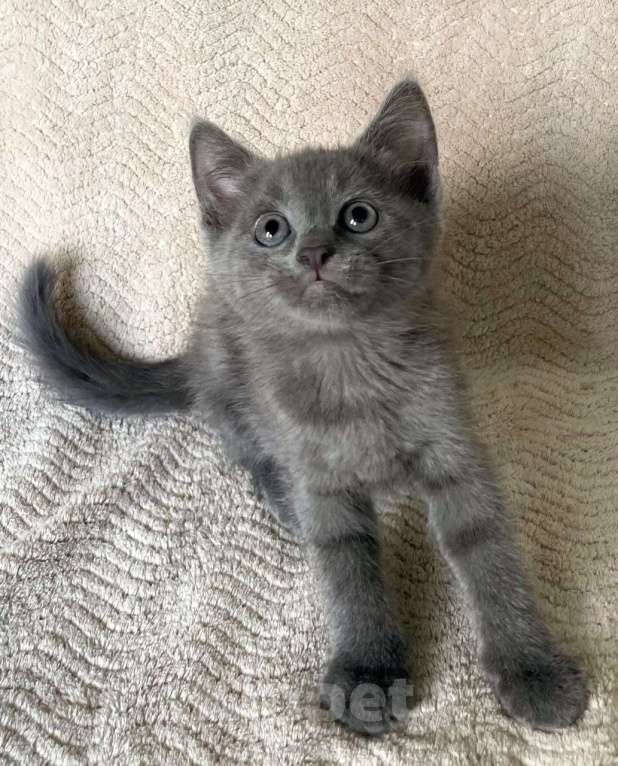 Кошки в Москве: Котенок Киндер ищет дом Мальчик, Бесплатно - фото 3