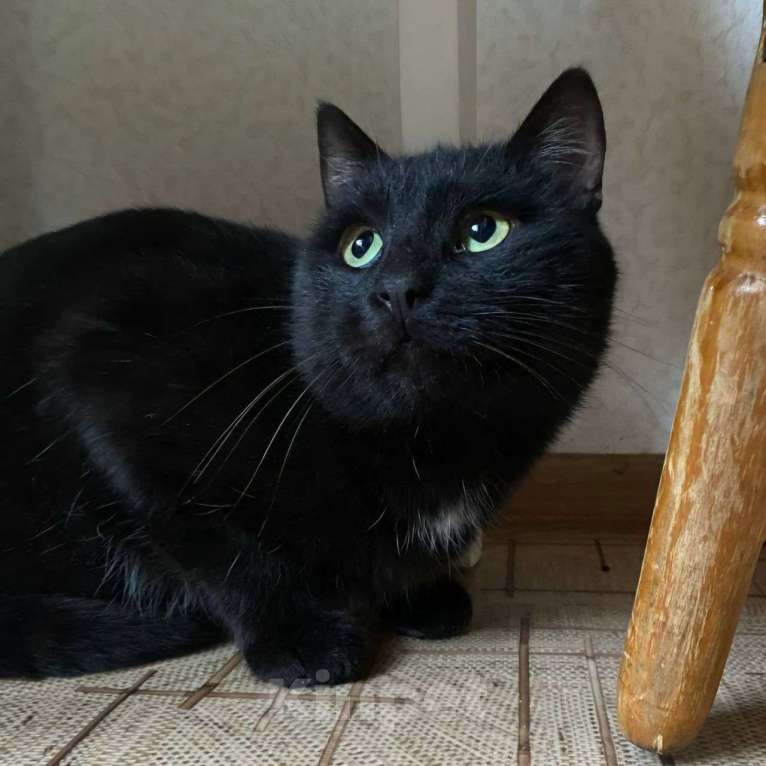 Кошки в Москве: Чудом спасенный черный кот Жорж Мальчик, Бесплатно - фото 3