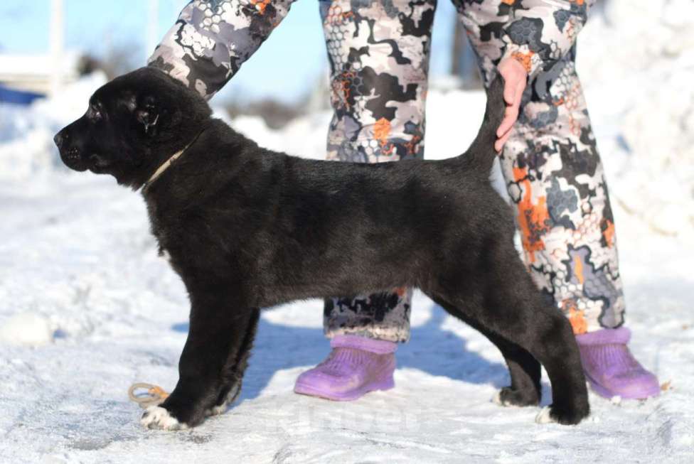 Собаки в Москве: Роскошный кобель сао Мальчик, Бесплатно - фото 1
