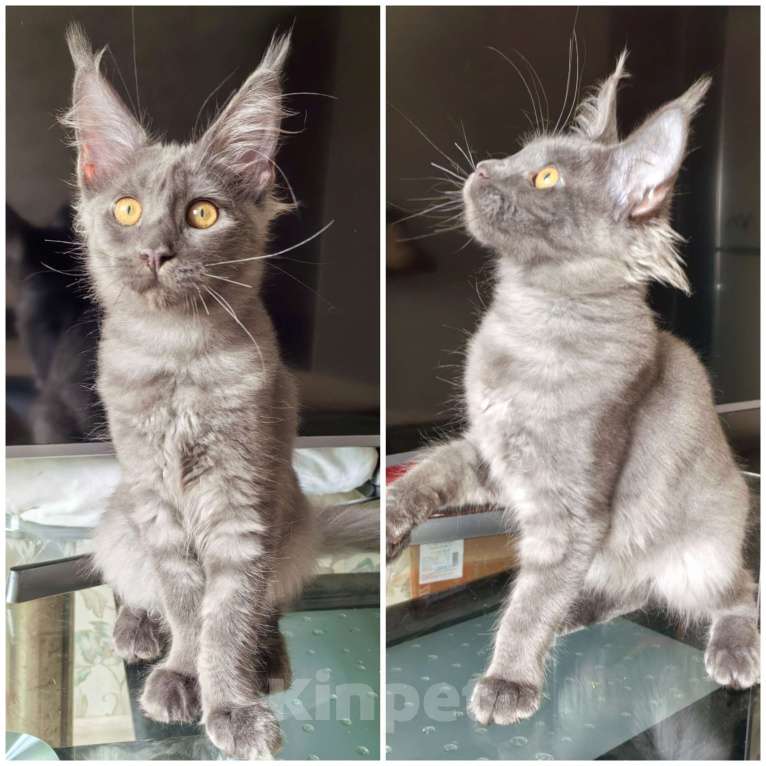 Кошки в Краснодаре: Котята Мейн-кун Разнополые, 35 000 руб. - фото 1