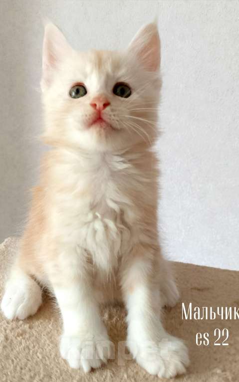 Кошки в Энгельс: Котята Мейн Кун(резерв) Мальчик, 50 000 руб. - фото 3