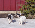 Собаки в других городах Воронежской области: Щенки Французского бульдога Мальчик, Бесплатно - фото 10