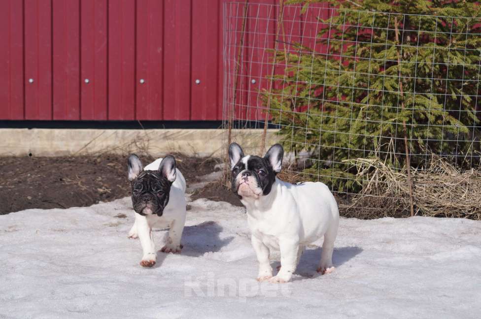Собаки в других городах Воронежской области: Щенки Французского бульдога Мальчик, Бесплатно - фото 10