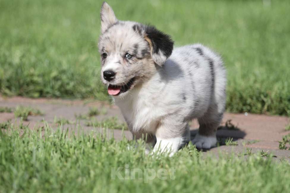 Собаки в Москве: Вельш корги кардиган-девочка Девочка, 80 000 руб. - фото 9