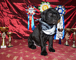 Собаки в Москве: Щенки из профессионального питомника Мальчик, 60 000 руб. - фото 6