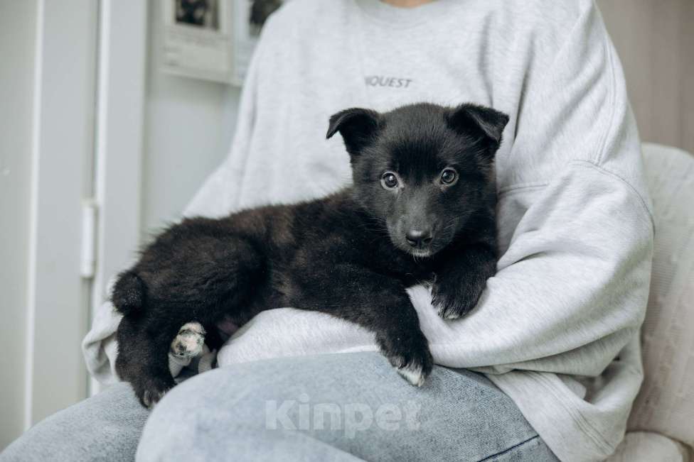 Собаки в Москве: Щенки бесплатно в Москве Девочка, Бесплатно - фото 3
