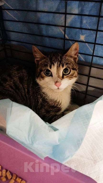 Кошки в Санкт-Петербурге: 🌟ДЕЙЛ ИЩЕТ ДОМ Мальчик, Бесплатно - фото 2