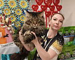 Кошки в Москве: Коты Мейн-Кун на вязку Мальчик, 5 000 руб. - фото 5