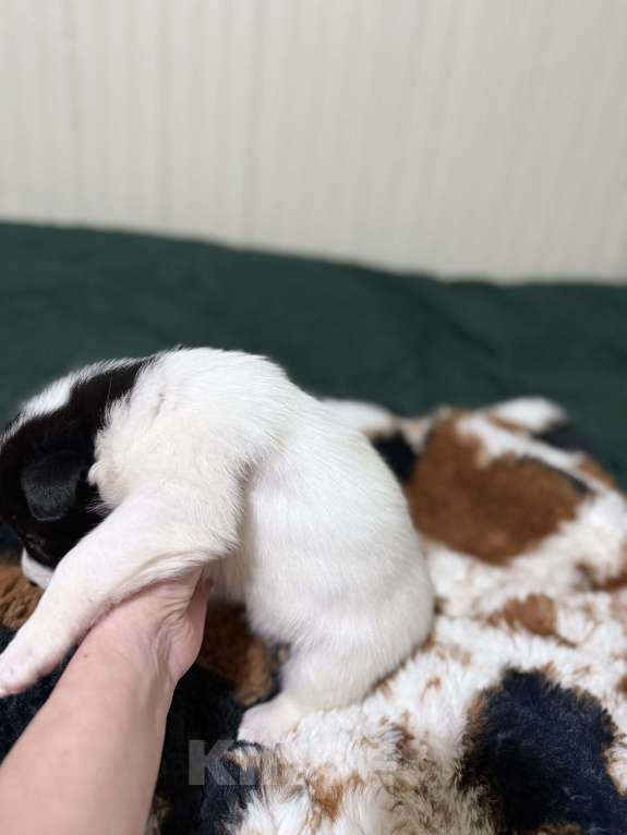 Собаки в других городах Московской области: Бейли Девочка, 100 руб. - фото 8