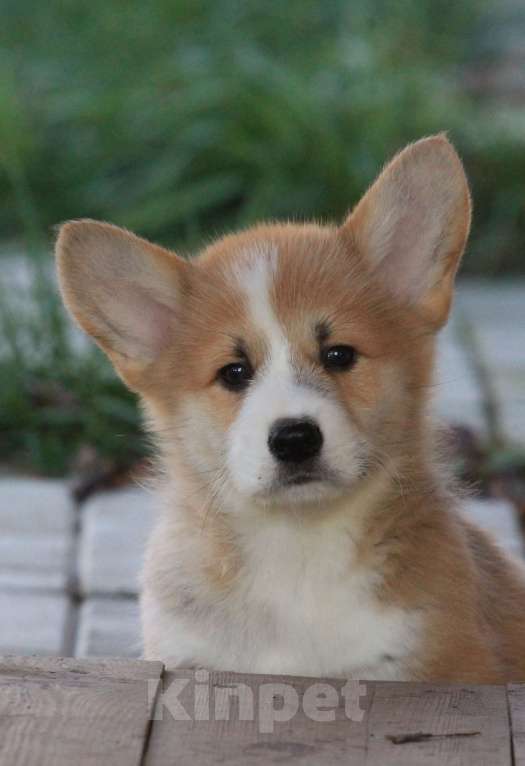 Собаки в Москве: Аманси Буги-вуги Мальчик, 75 000 руб. - фото 5