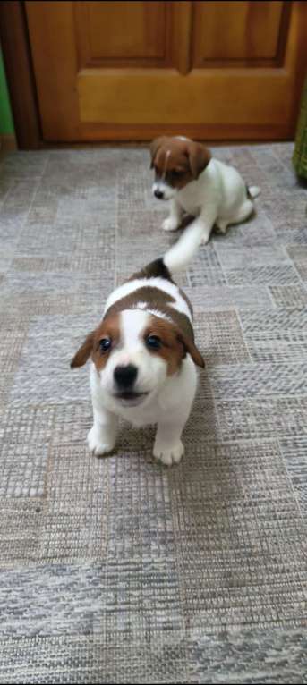 Собаки в Липецке: Щенки джек-рассел-терьер Мальчик, Бесплатно - фото 2