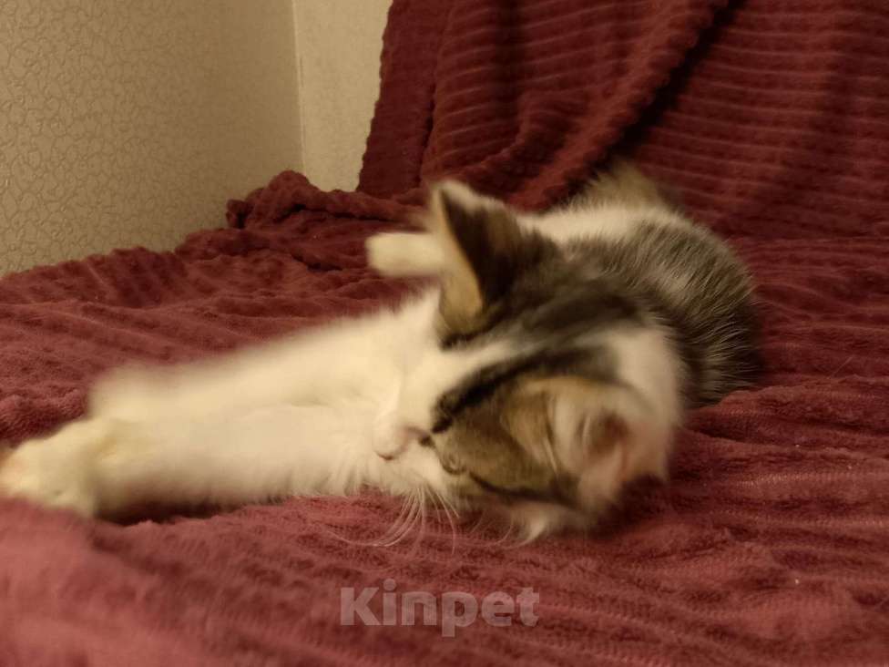 Кошки в Москве: Котёнок в добрые руки  Девочка, Бесплатно - фото 5