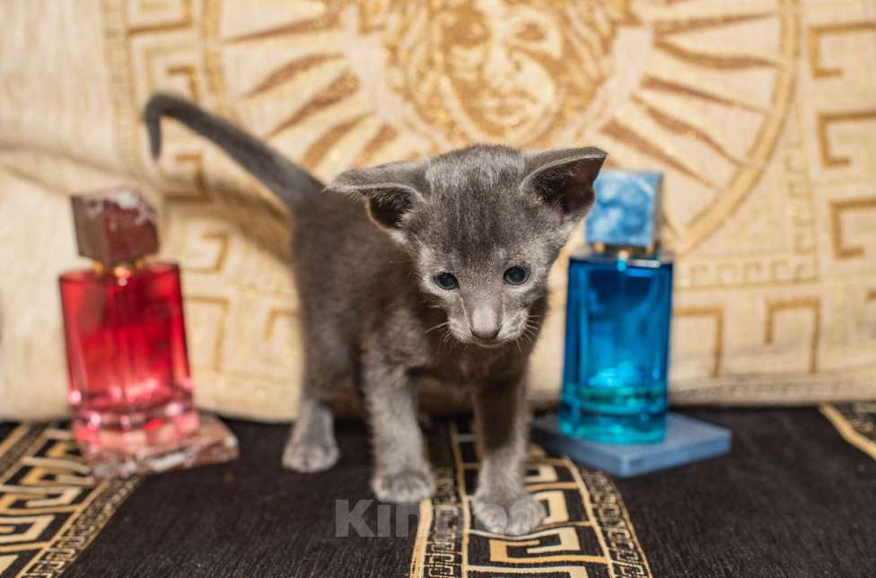 Кошки в Ростове-на-Дону: Ориентальная кошечка Девочка, 20 000 руб. - фото 2