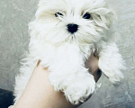 Собаки в Новосибирске: Мальтийская болонка Мальчик, Бесплатно - фото 1