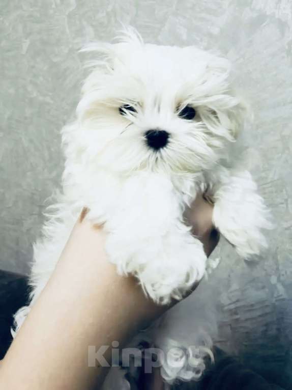 Собаки в Новосибирске: Мальтийская болонка Мальчик, Бесплатно - фото 1