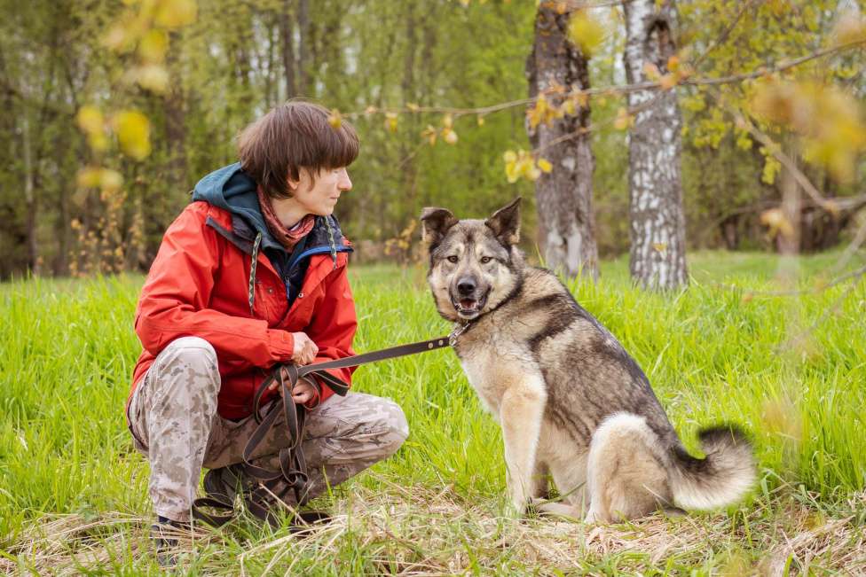 Собаки в Москве: Соня - собака-компаньон Девочка, Бесплатно - фото 3