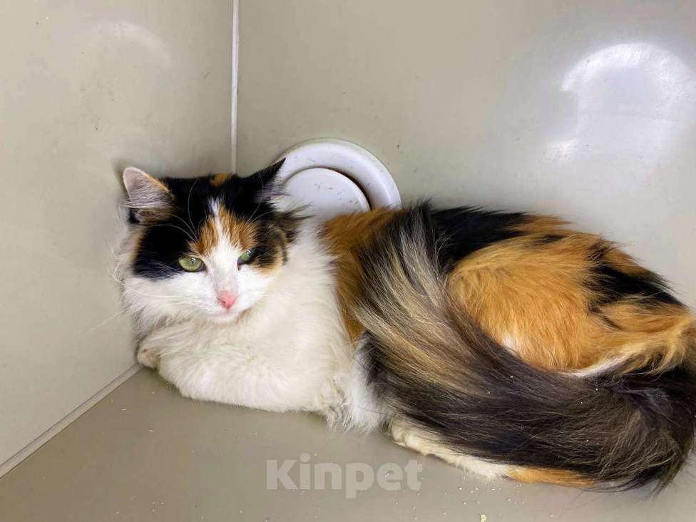 Кошки в Москве: Робкая Кассандра Девочка, Бесплатно - фото 2