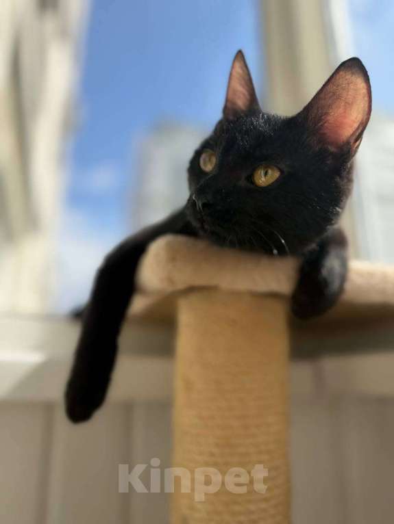 Кошки в Москве: Котенок Оська ищет дом Мальчик, Бесплатно - фото 8