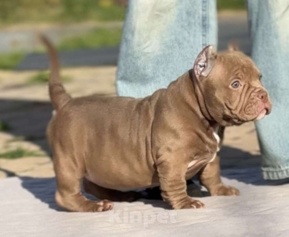 Собаки в Москве: Американский Булли Девочка, 120 000 руб. - фото 2