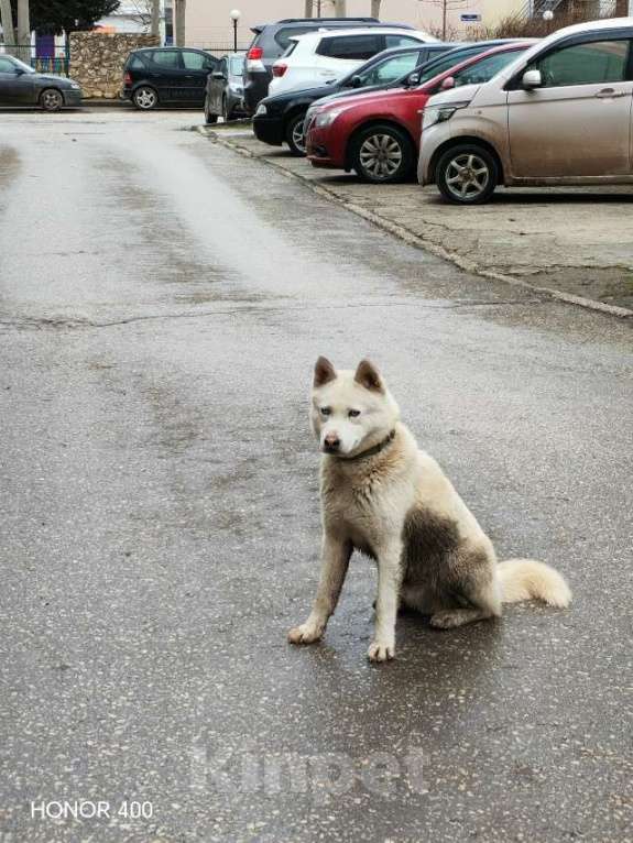 Собаки в Евпатории: Отдам в добрые руки Акита помесь с Хаски Мальчик, Бесплатно - фото 1