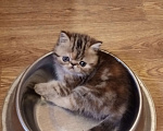 Кошки в Воронеже: Экзотический короткошёрстный котёнок Девочка, 20 000 руб. - фото 1
