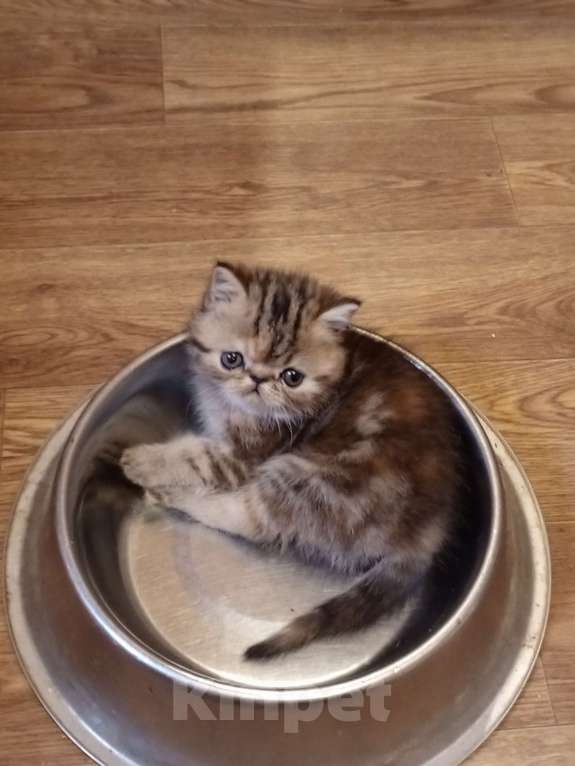 Кошки в Воронеже: Экзотический короткошёрстный котёнок Девочка, 20 000 руб. - фото 1