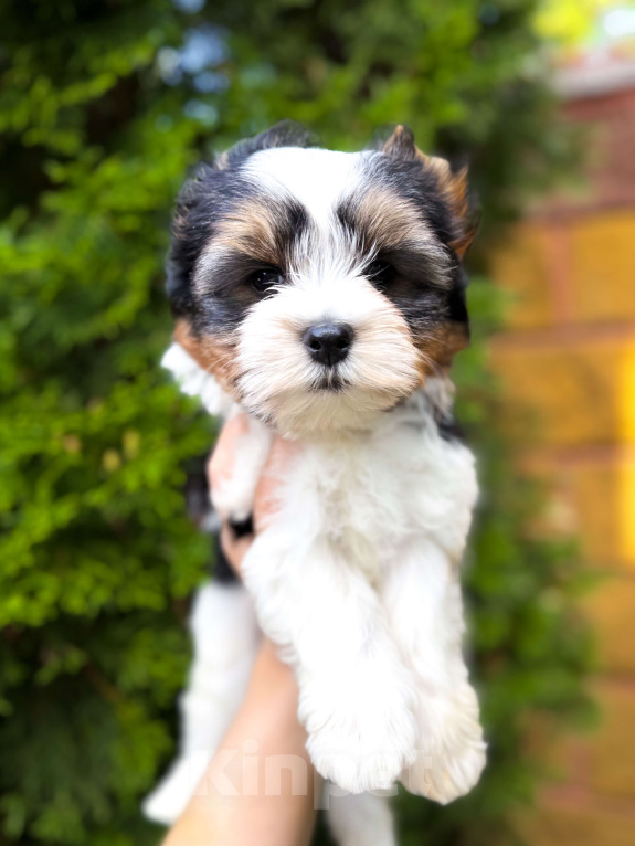 Собаки в Москве: Бивер красавец мальчик  Мальчик, Бесплатно - фото 2