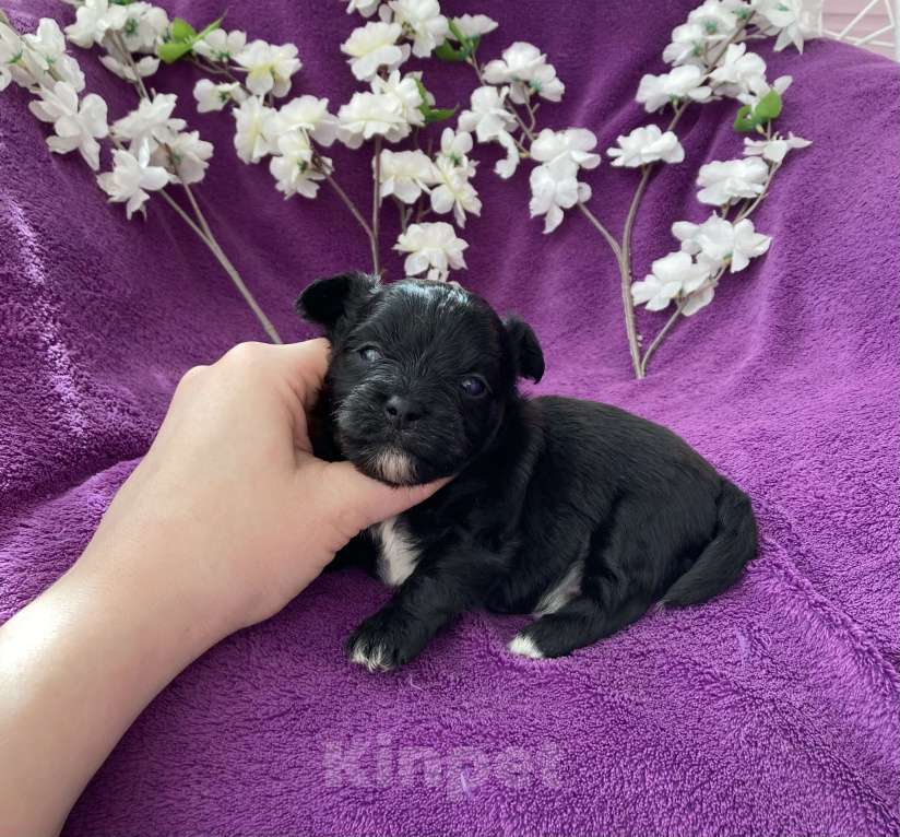 Собаки в Москве: Чёрный йорк мальчик Мальчик, 80 000 руб. - фото 5
